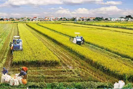 Vietnam busca atraer inversiones en agricultura y desarrollo rural