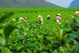 Exportaciones de té vietnamita alcanzan 50 millones de dólares en cuatro meses