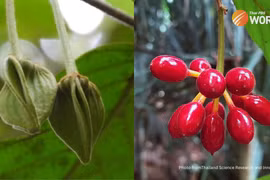 Tailandia descubre nuevas especies de plantas raras