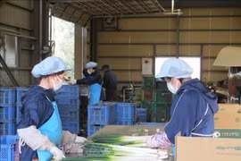 Vietnamitas representan mayor proporción de trabajadores extranjeros de Japón