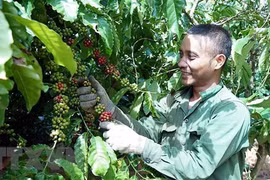 Crean motores para el crecimiento comercial entre Vietnam y Sudáfrica 