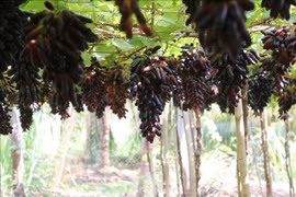 Vietnam: Festival de Uva y Vino se inaugurará el 16 de junio 