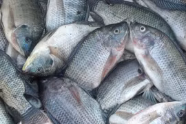 Indonesia aumenta la producción de tilapia para satisfacer la demanda mundial