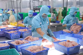 Exportaciones de pescado Tra de Vietnam se recuperarán en tercer trimestre 2023