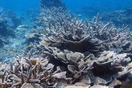Vietnam aporta propuestas a preservación de biodiversidad marítima mundial