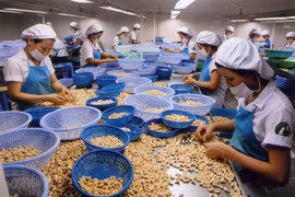 Industria vietnamita de anacardo avanza para mantener primer puesto mundial