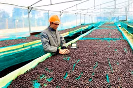 Gran oportunidad para exportación vietnamita a Israel 