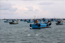 Provincia centrovietnamita de Binh Thuan se moviliza para poner fin a la pesca ilegal