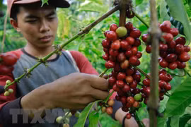 Indonesia promueve exportaciones de café a Qatar