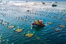 Vietnam y Noruega impulsan la cooperación en la maricultura