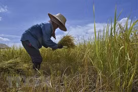 Gabinete tailandés aprueba la suspensión de deuda de agricultores