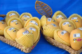 Vietnam, tercer proveedor de mango de Corea del Sur