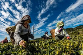 Malasia y Corea del Sur fortalecen cooperación en agricultura