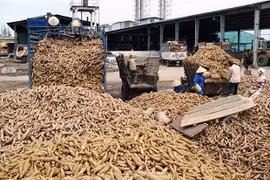La sequía afecta producción de yuca de Tailandia