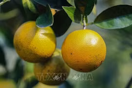 Naranjas Cao Phong llegan a estanterías de Reino Unido