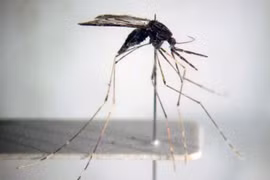 Vietnam se esfuerza por eliminar malaria para 2030
