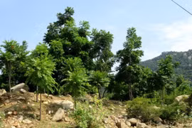 Provincia vietnamita de Ninh Thuan busca agilizar repoblación forestal