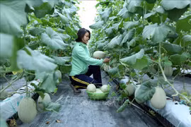 Bac Giang aplica ciencia y tecnología para mejorar valor de productos agrícolas 