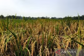 Gobierno indonesio recomienda mantener las importaciones de arroz