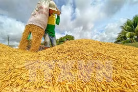Proponen a países de ASEAN priorizar exportaciones de arroz intrabloque