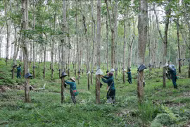 Certifican más de 20 empresas caucheras con etiqueta "Caucho de Vietnam"
