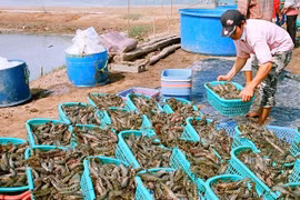 Provincia vietnamita prevé ingresar mil millones de dólares de exportaciones este año