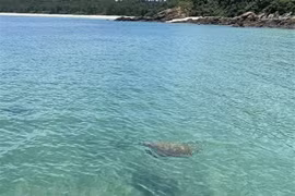 Descubren valiosa especie de tortugas marinas en aguas de Co To