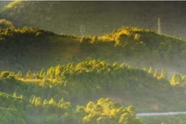 Myanmar trabaja por conservar los bosques para proteger la biodiversidad
