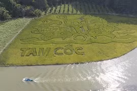 Pintura de arroz en provincia de Ninh Binh impresiona a visitantes