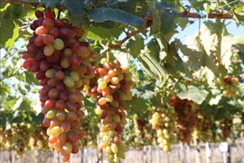 Provincia vietnamita de Ninh Thuan acogerá Festival de Uva y Vino 