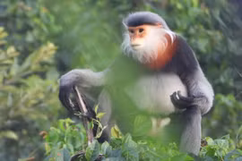  Vietnam se esfuerza por protección de manadas de primates en peligro de extinción