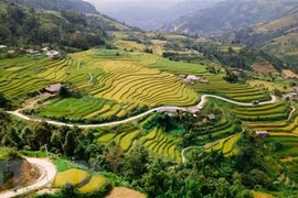 Programa de viajes promueve las terrazas del arroz de Hoang Su Phi