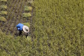 Producción de arroz tailandesa disminuirá por El Niño