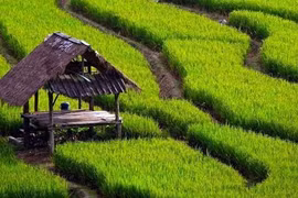 Indonesia prioriza la agricultura moderna y sostenible