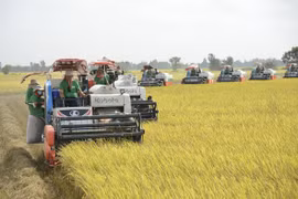 Exportaciones de arroz alcanzarán los cinco mil millones de dólares este año