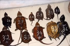 Detienen a dos individuos por contrabando de especies en peligro de extinción