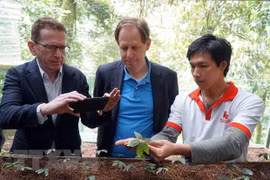 Expertos extranjeros inspeccionan cultivo de ginseng Ngoc Linh en Quang Nam