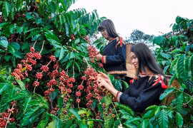 Industria de café vietnamita se adapta a regulación antideforestación de la UE