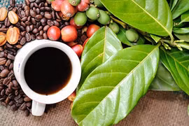 Festival de Café Buon Ma Thuot tendrá lugar en marzo próximo