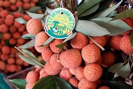Provincia vietnamita busca promover consumo de lichi