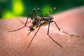 Laos fortalece la prevención y el control del dengue