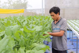 Ninh Thuan de Vietnam amplía producción agrícola de alta tecnología 