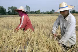 Exportaciones de arroz de Tailandia superan objetivo trazado