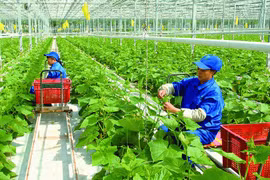 Vietnam promueve crédito verde para la agricultura