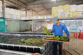 Provincia de Dong Nai exportará unas 500 mil toneladas de bananas frescas en 2023