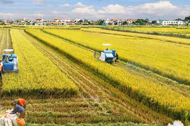 Ministro vietnamita destaca papel de cooperativas en desarrollo de economía agrícola 