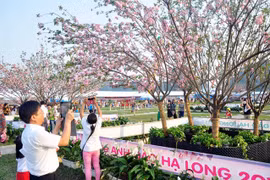 Organizarán Festival de Hokkaido en Quang Ninh
