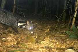 Especies raras de civeta descubiertas en una reserva natural central