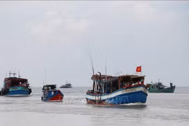 Provincia centrovietnamita promueve lucha contra pesca ilegal