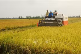 Noruega financia a Vietnam para desarrollar arroz adaptable al cambio climático